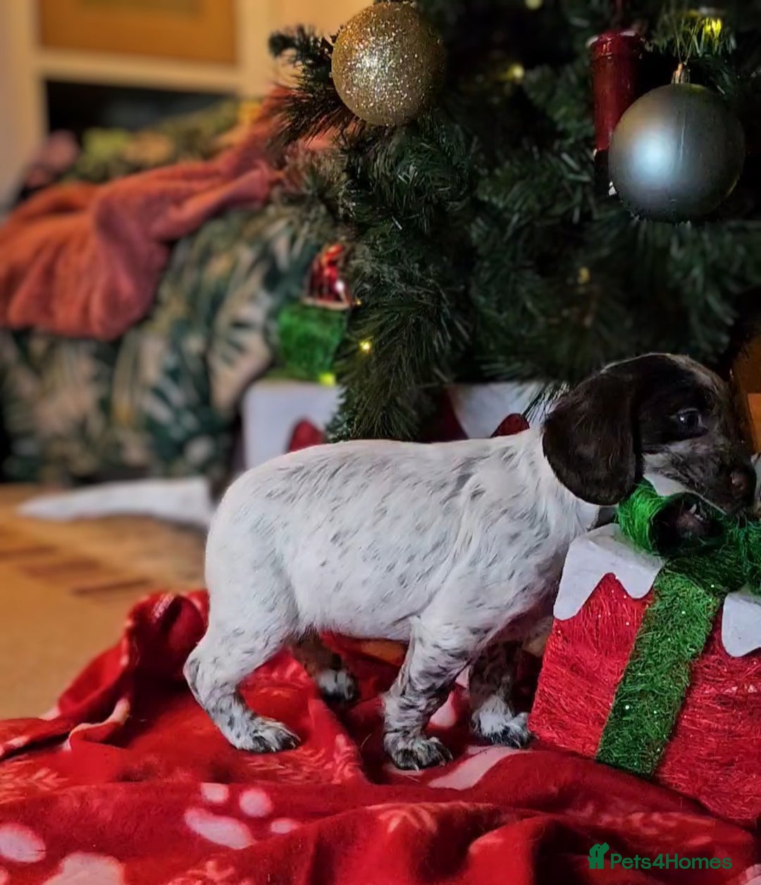 Cocker Spaniel dogs for sale: Working cocker spaniel puppy  - Advert 10