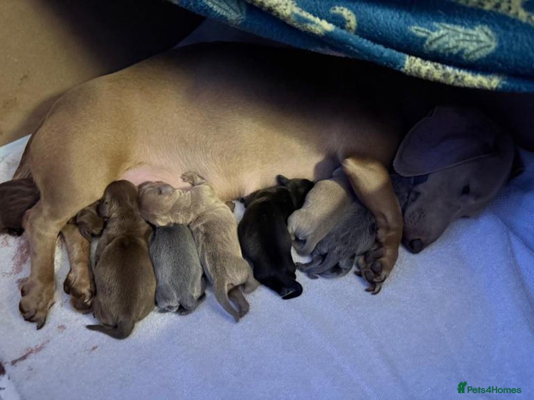 Dachshund dogs for sale: Smooth-Coat Dachshund Puppies– Family Raised - Advert 1