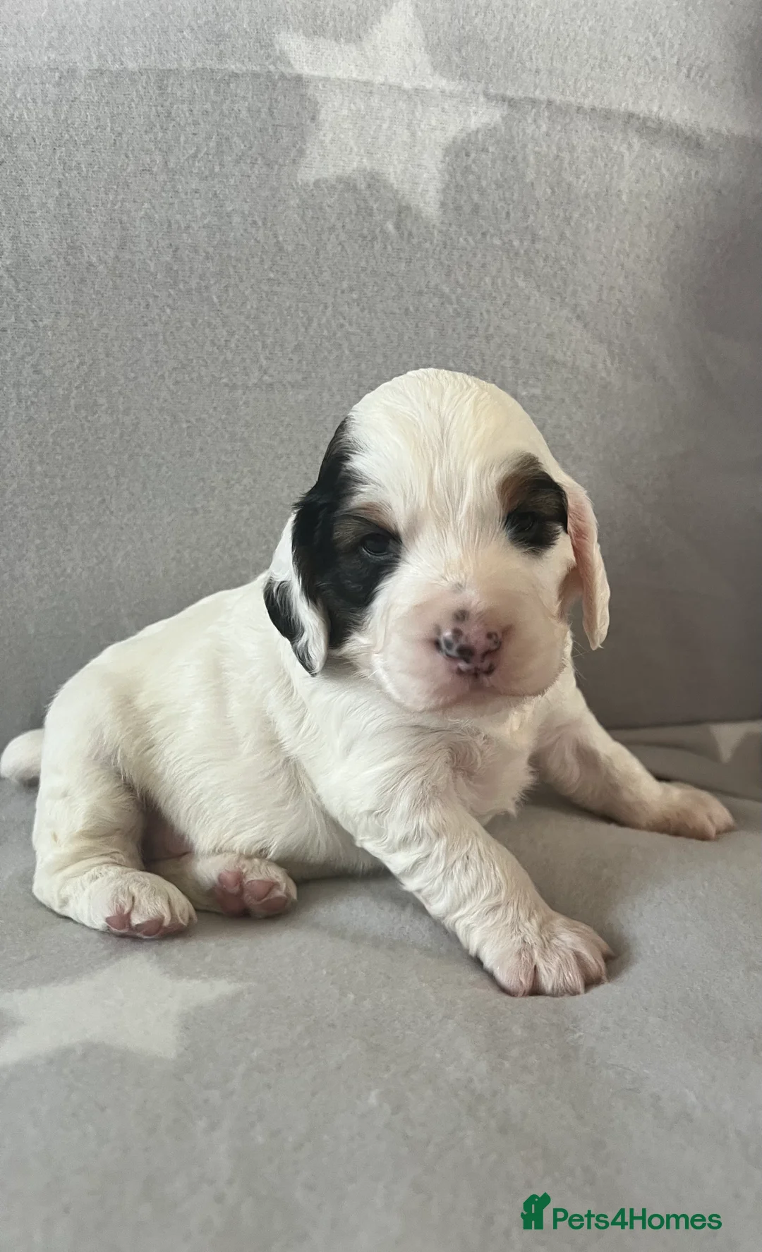 Cockapoo dogs for sale: Beautiful F1B cockapoo puppies! - Advert 3