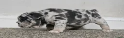 English Bulldog dogs for sale: English Bulldogs Puppies - Advert 5