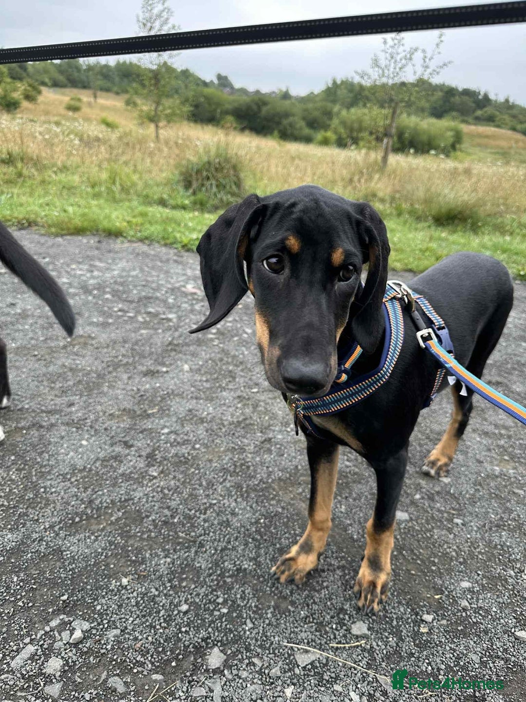 Mixed Breed dogs for adoption: Alfie  5 months old hound cross  - Image 2