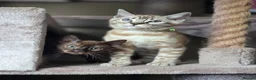 Bengal cats for sale: ❄️Outstanding Silver Snow Bengal Kittens❄️ - Advert 7