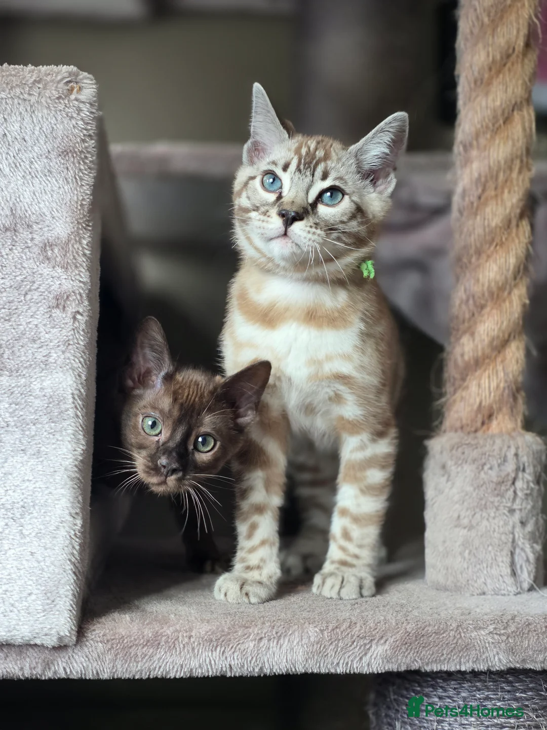 Bengal cats for sale: ❄️Outstanding Silver Snow Bengal Kittens❄️ - Advert 7
