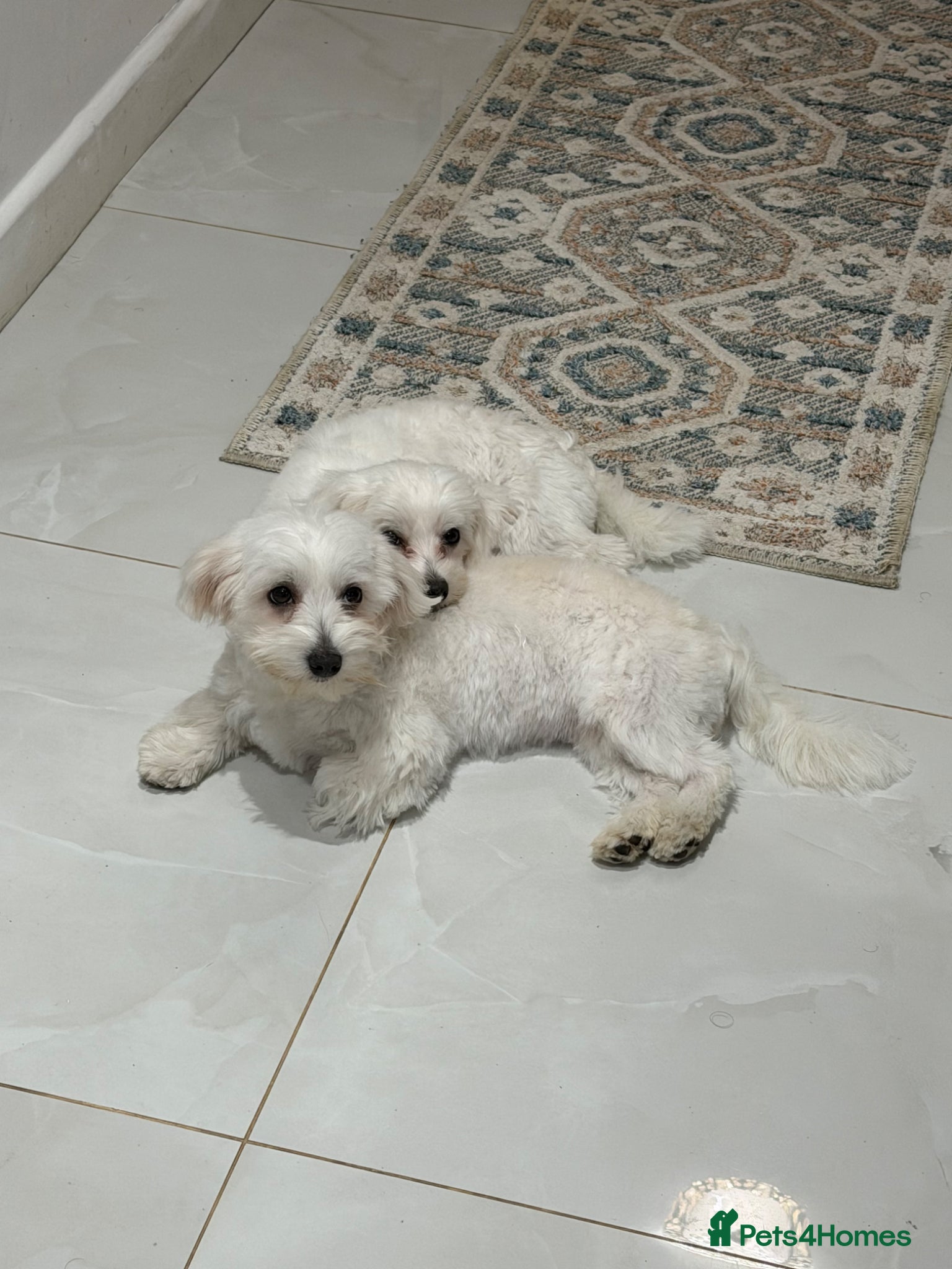 Maltese dogs Maltese Dogs for Sale – Jasper & Jasmine - Advert 1