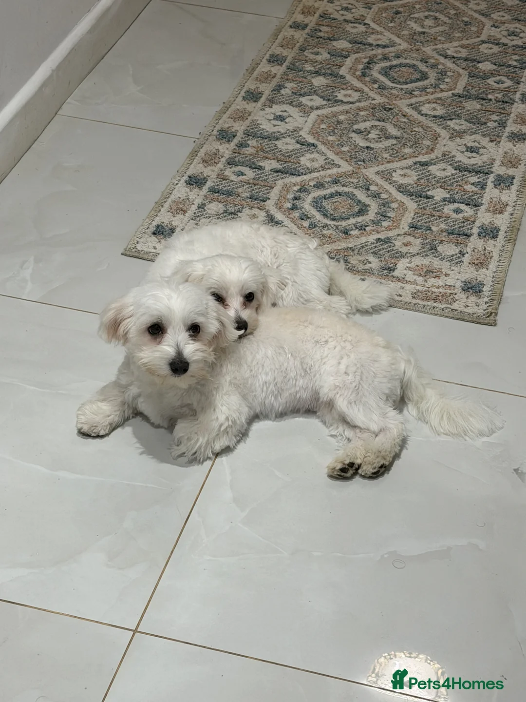 Maltese dogs for sale: Maltese Dogs for Sale – Jasper & Jasmine - Advert 1