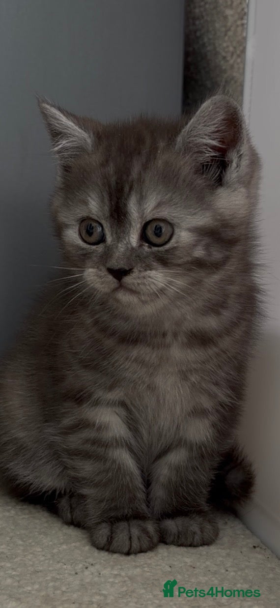 British Shorthair cats 4 British Shorthair kittens - Advert 13