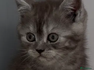 British Shorthair cats 4 British Shorthair kittens - Advert 13