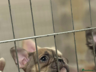 French Bulldog dogs French bulldog pups now available x2 litters - Advert 6