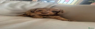 Cockapoo 1