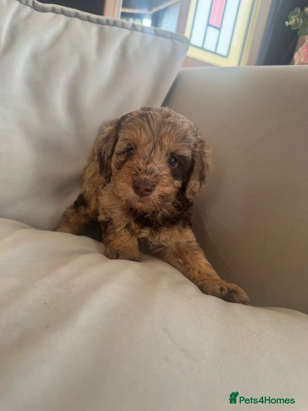 Cockapoo dogs for sale: 5 stunning cockapoo  - Advert 6