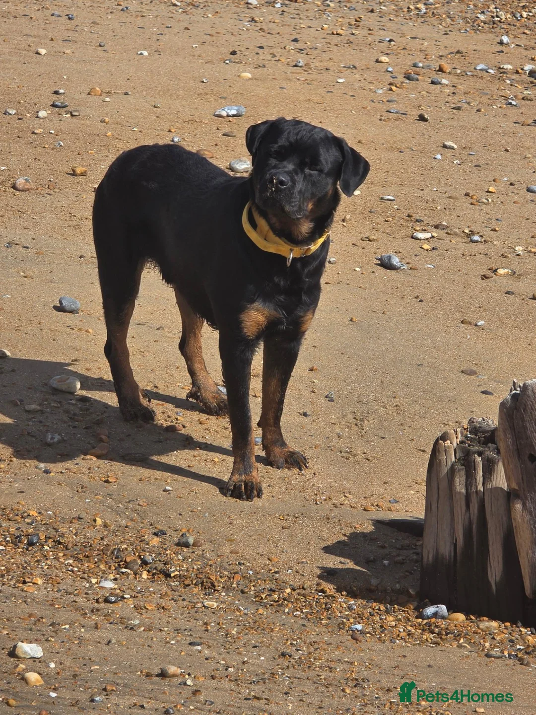 Rottweiler dogs for sale: Loving & Friendly 22-Month-Old Rottweiler Barney in Bexhill-on-Sea - Advert 6