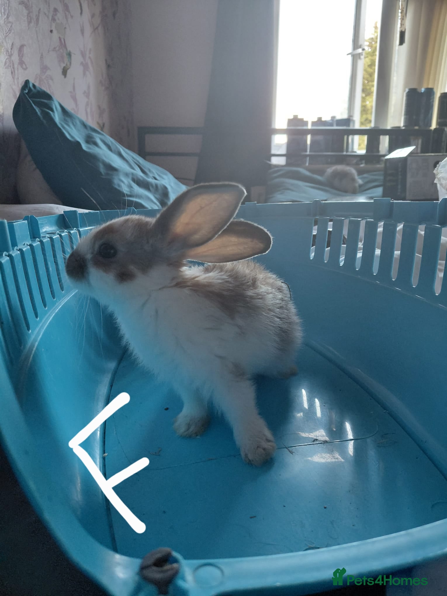 Mixed Breed rabbits for sale: Baby Bunnies  in Wolverhampton - Advert 4