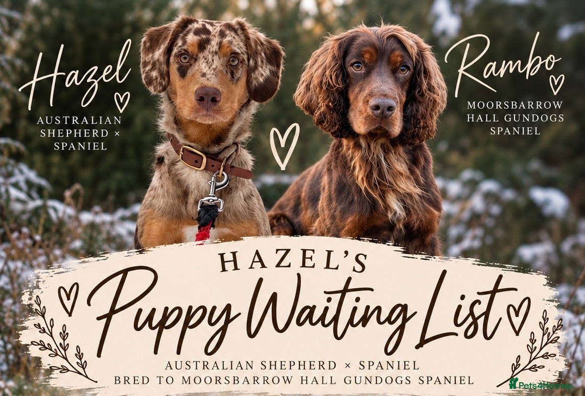 Mixed Breed dogs HAZEL’S PUPPY WAITING LIST IS NOW OPEN!  - Advert 14