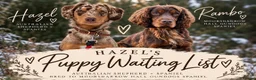Mixed Breed dogs for sale: HAZEL’S PUPPY WAITING LIST IS NOW OPEN!  - Advert 1
