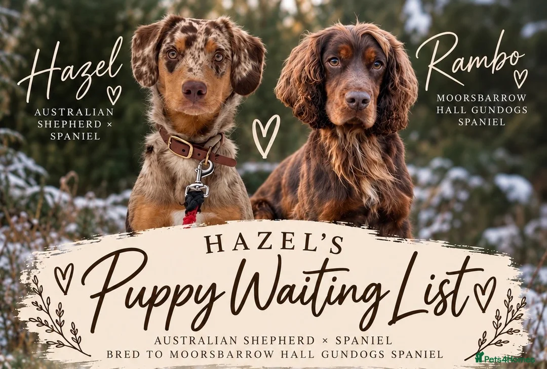 Mixed Breed dogs for sale: HAZEL’S PUPPY WAITING LIST IS NOW OPEN!  - Advert 1