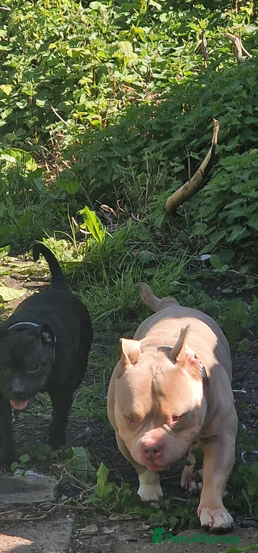 Bull Terrier dogs for sale: AMERICAN POCKET BULLY - Advert 5