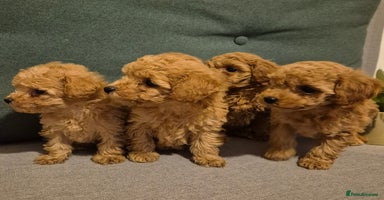 Toy Poodle dogs - Advert 9