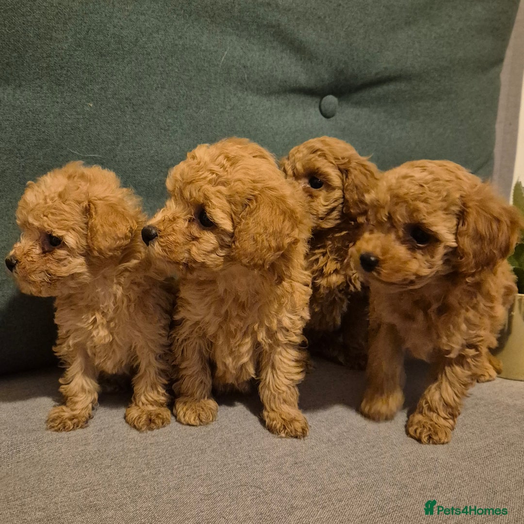 Toy Poodle dogs for sale: Beautiful Red Toy Poodles - Image 2