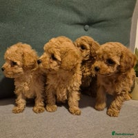 Toy Poodle dogs - Advert 2