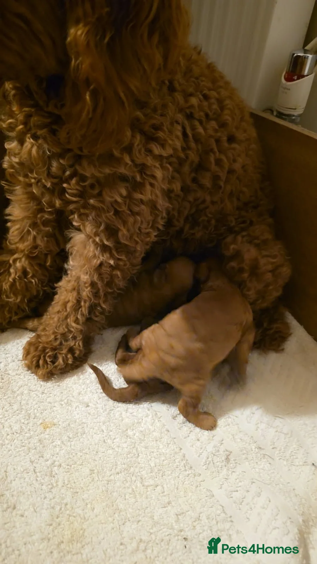 Cockapoo dogs for sale: Beautiful cockapoo puppies  - Advert 1