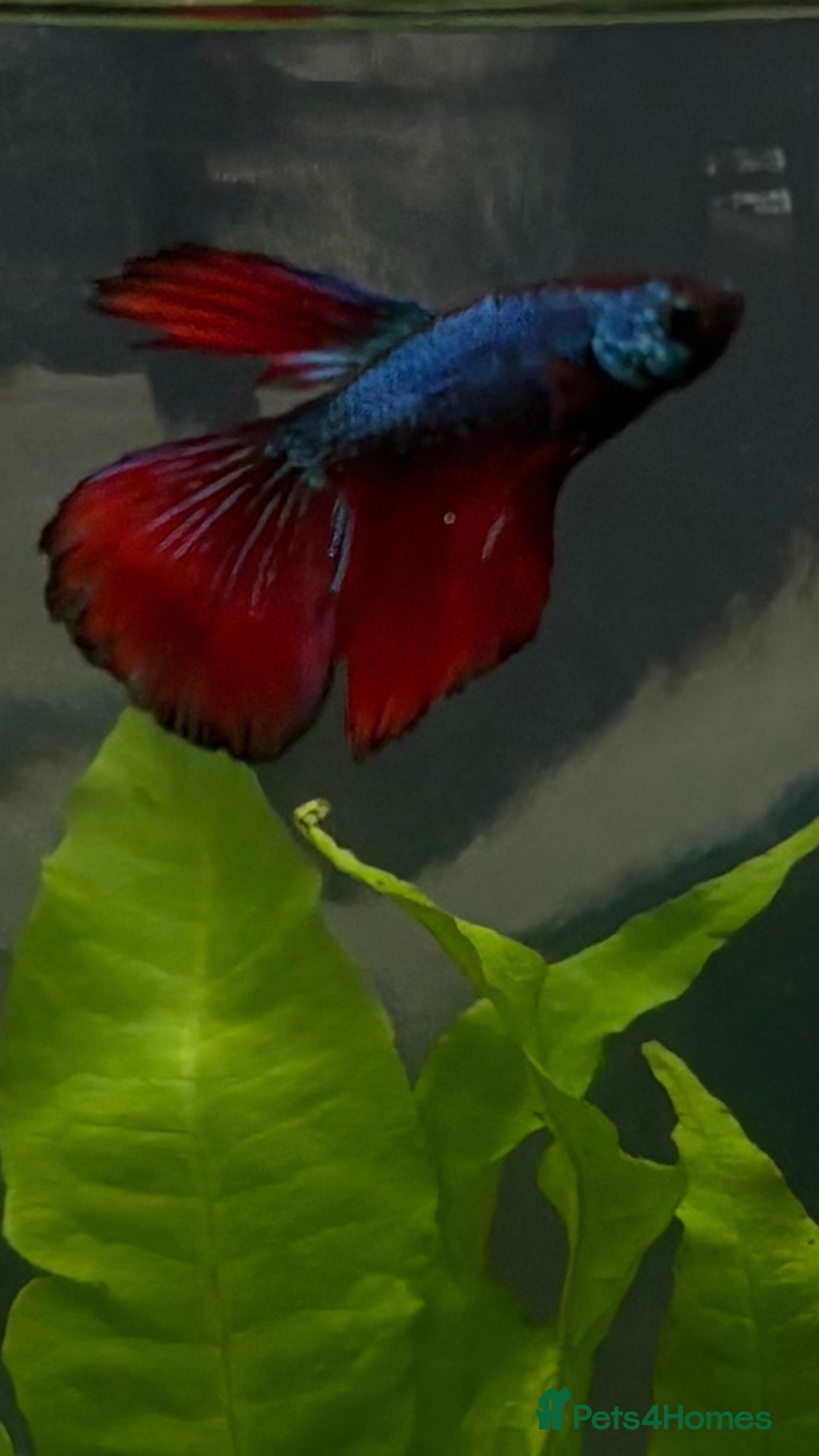 Bettas fish Betta fish  in Newcastle - Advert 2