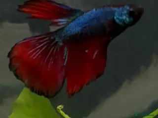 Bettas fish Betta fish in Newcastle - Advert 2