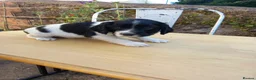 English Springer Spaniel dogs for sale: Traditional working English Springer spaniel  - Advert 10