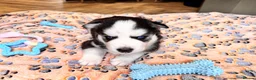 Siberian Husky dogs for sale: Pure Siberian Huskies 3 Puppies - Advert 14