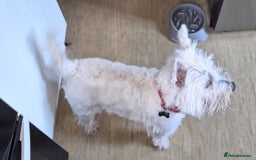 West Highland Terrier dogs for sale: Westie for sale £750 no offers. - Image 5