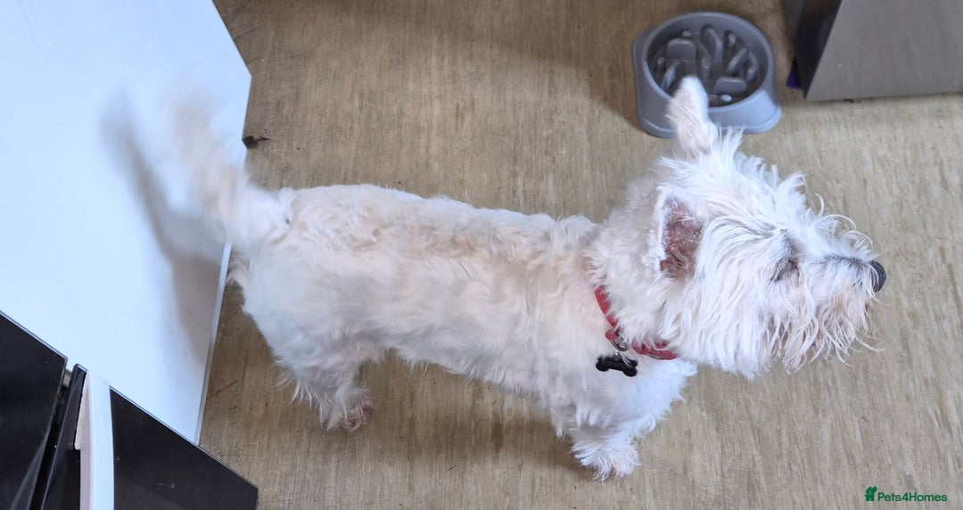 West Highland Terrier dogs for sale: Westie for sale £750 no offers. - Image 5