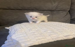 Ragdoll cats for sale: Stunning Ragdoll Boy Kitten - Image 2