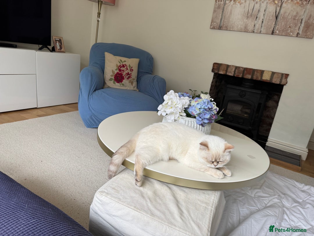 British Shorthair cats for sale: Princess needs a new home - Image 3
