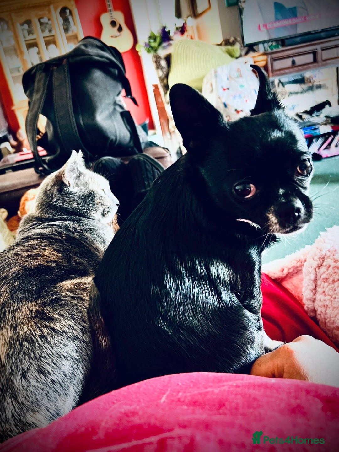 Mixed Breed cats for sale: Beautiful Layla needs a new family - Advert 14