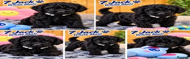 Toy Poodle 7