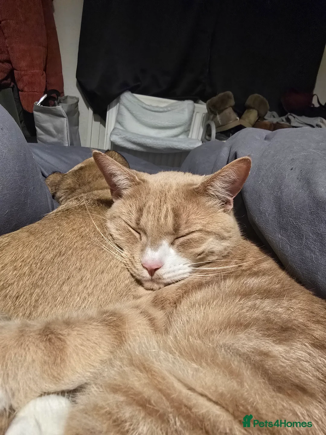 Mixed Breed cats for sale:  **  7 month old ginger male in Swindon - Advert 2