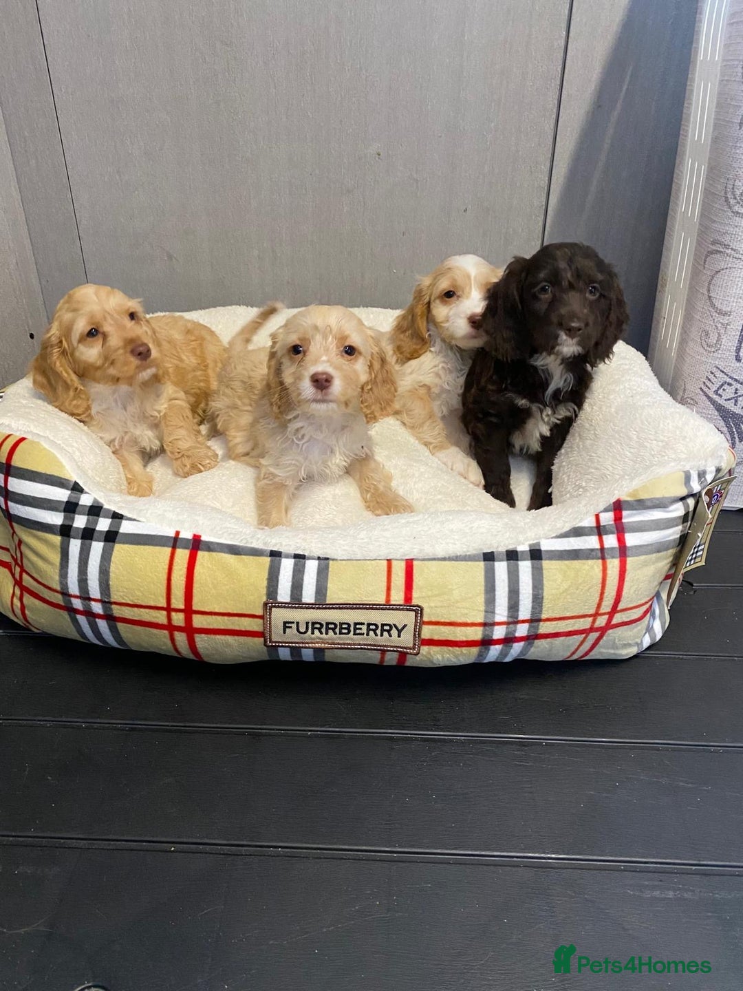 Cockapoo dogs for sale: AMAZING STUNNING F1 SHOW TYPE COCKAPOO  - Image 1