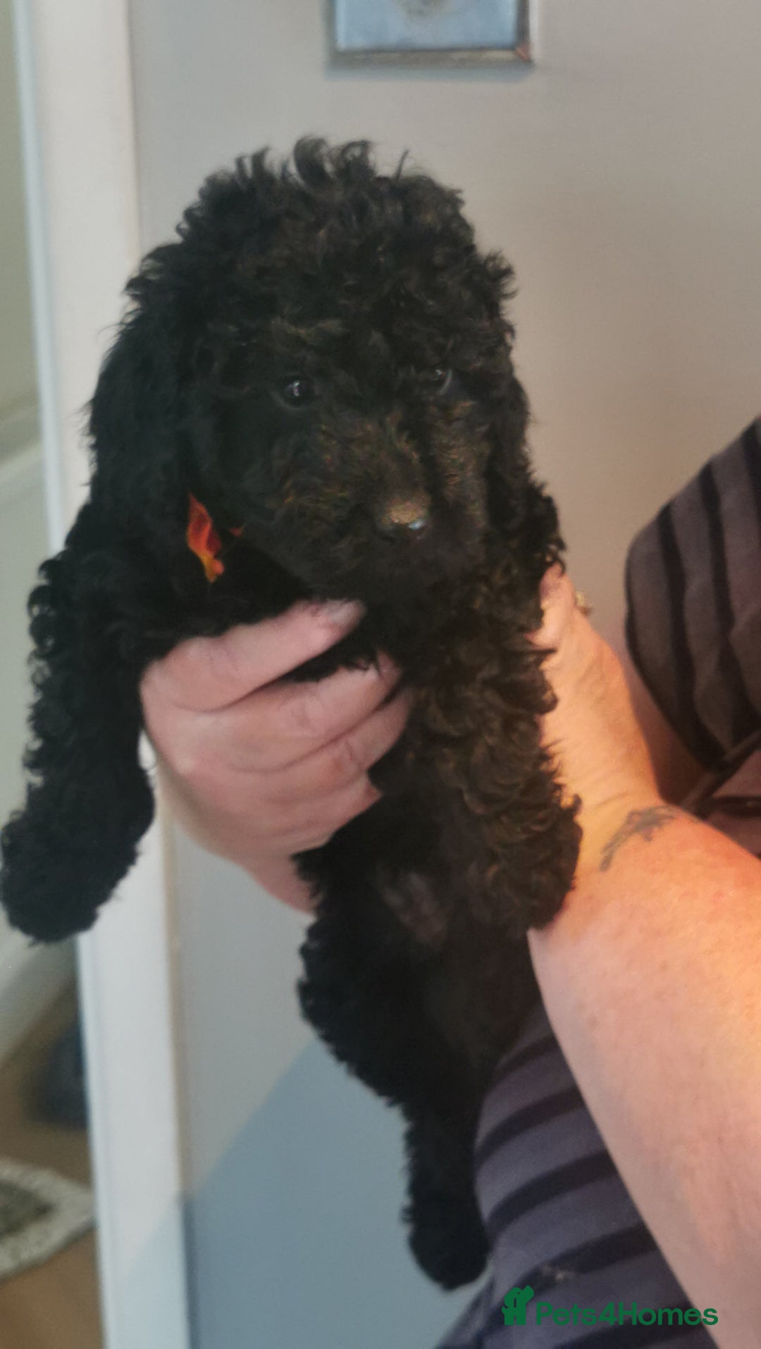 Cockapoo dogs for sale: Cockapoo puppies  - Image 4
