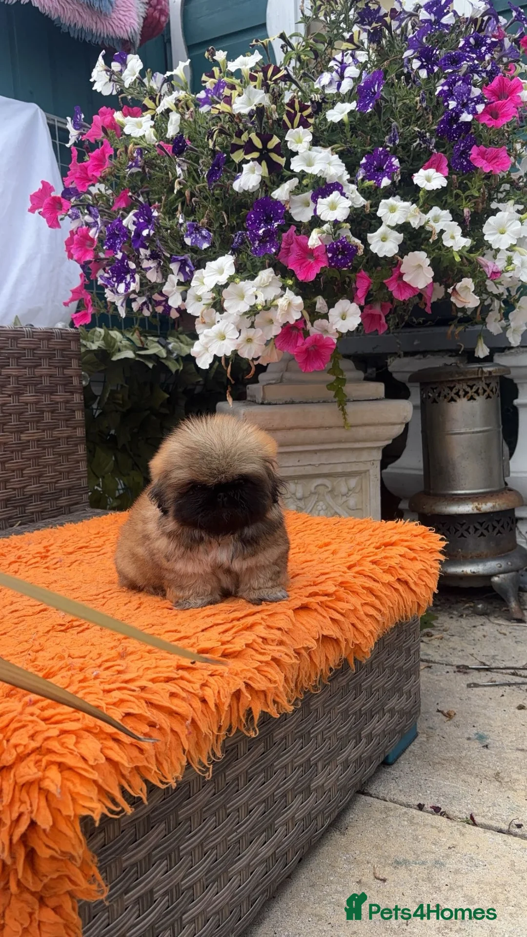 Pekingese dogs for sale: Stunning high quality Pekingese puppies  - Advert 2