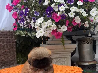 Pekingese dogs Stunning high quality Pekingese puppies - Advert 3