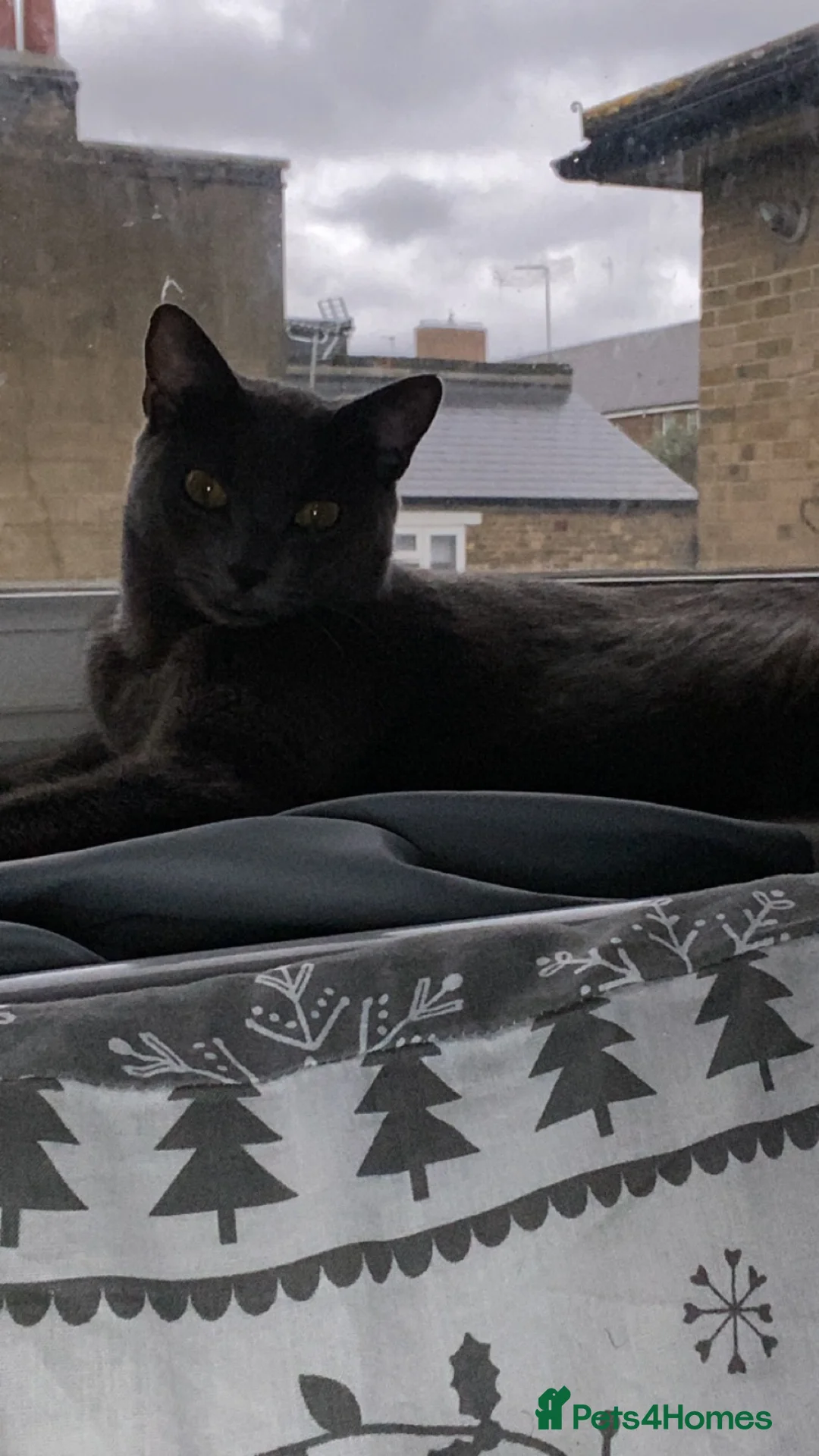 British Shorthair cats for sale: Adorable Russian Blue Mix Kittens  28th April 🐾 in London - Advert 1