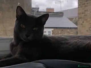 British Shorthair cats Adorable Russian Blue Mix Kittens 28th April 🐾 - Advert 6