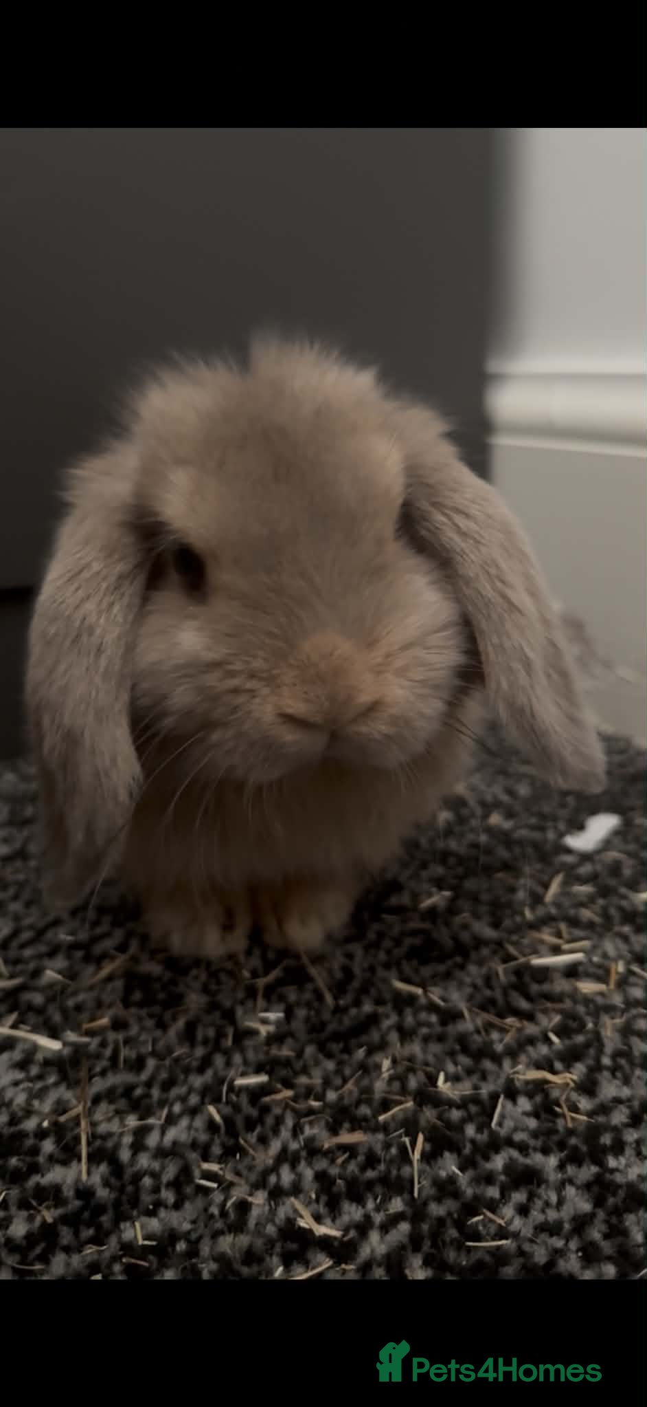 Mini Lop rabbits bambi mini lop - Advert 1