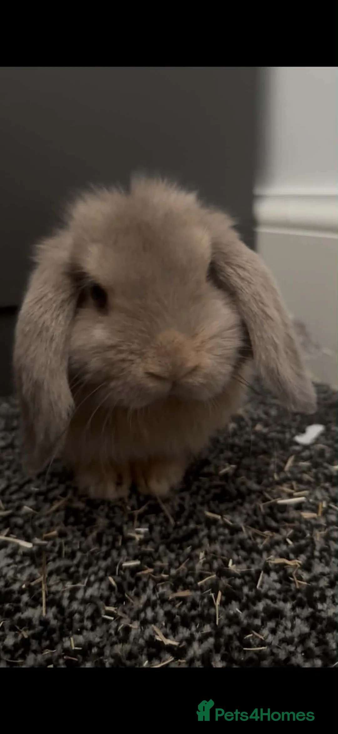 Mini Lop rabbits for sale: bambi mini lop in Newcastle upon Tyne - Advert 1