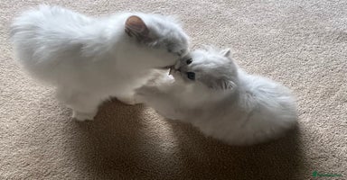 Persian cats - Advert 15