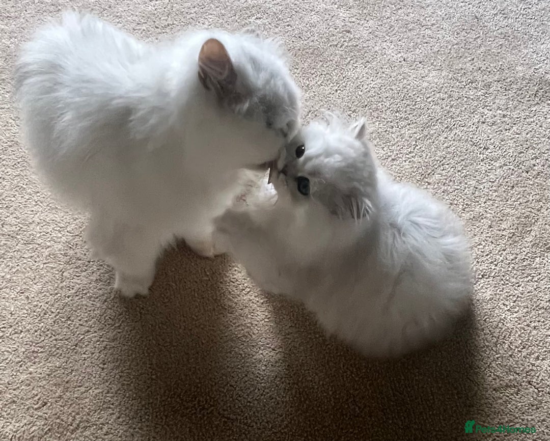 Persian cats for sale: Full Pedigree Chinchilla Kitten - Image 3