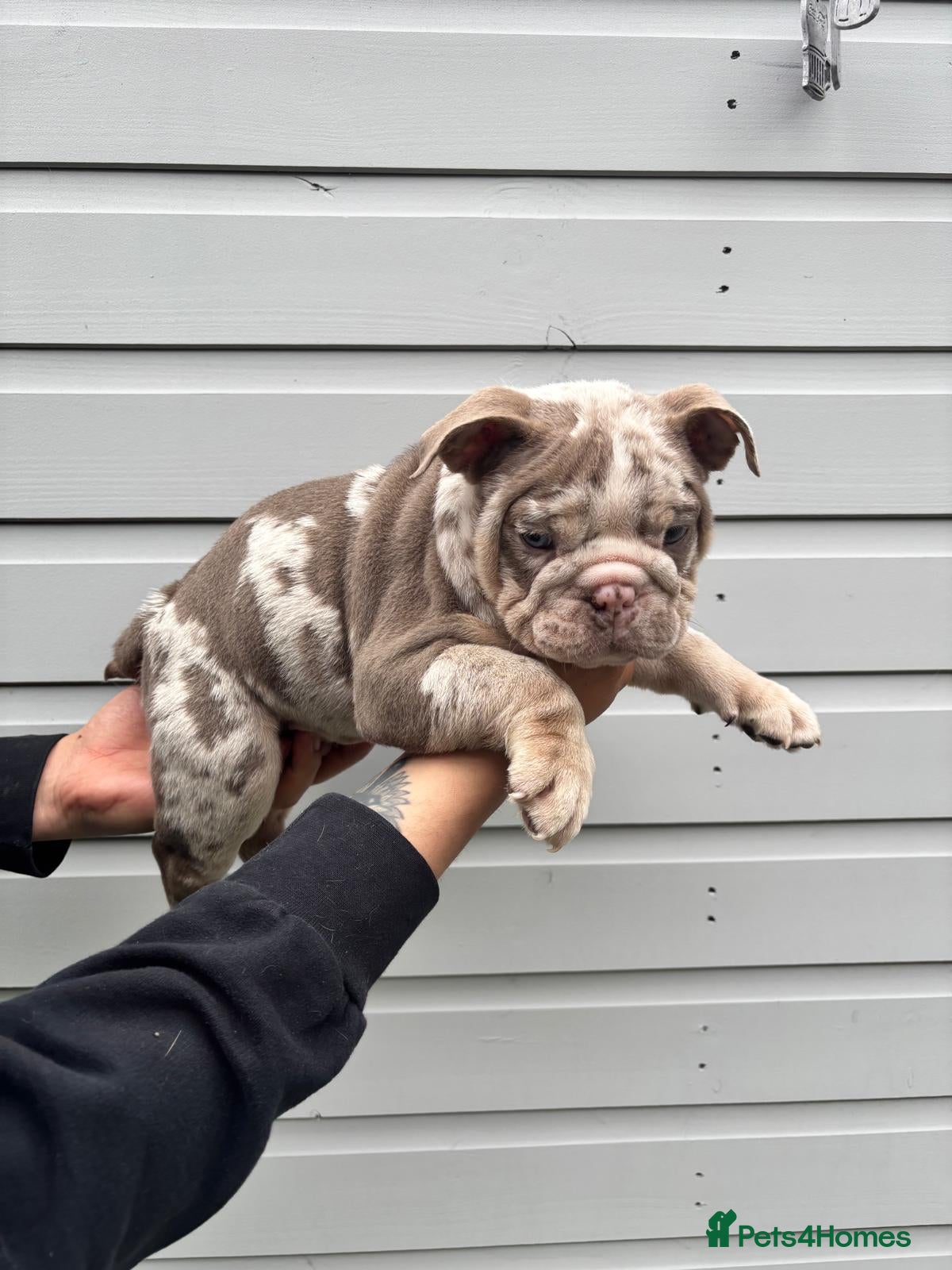 English Bulldog dogs for sale:  English Bulldogs DWKC 🧬🏆 Final reduction! - Advert 16