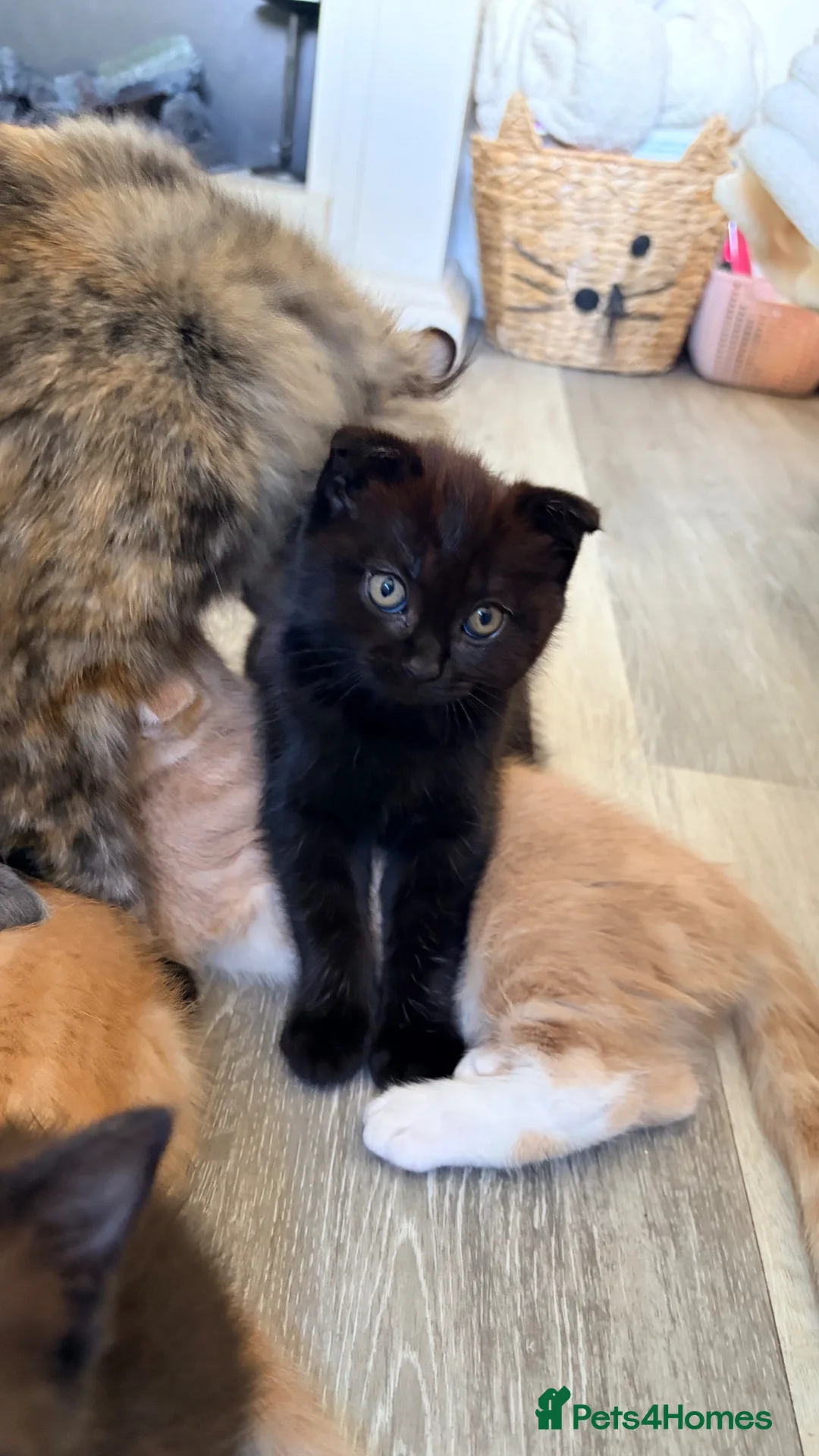 Scottish Fold cats for sale: Scottish fold, Maine coon x - Advert 15