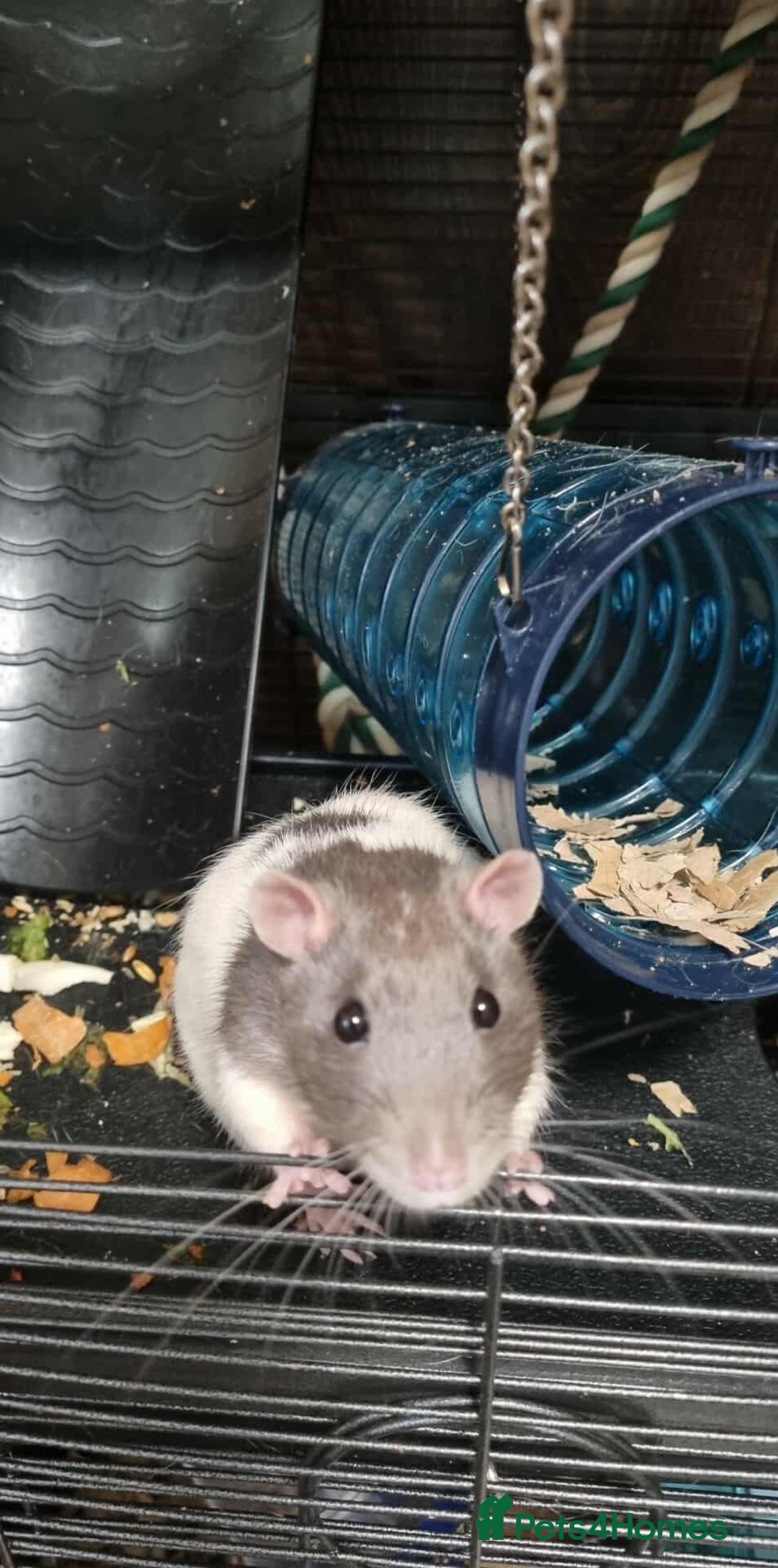 Rat rodents for sale: 2 x male rats  - Advert 1