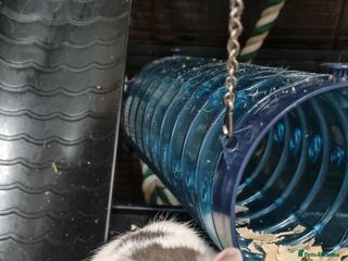 Rat rodents 2 x male rats - Advert 1