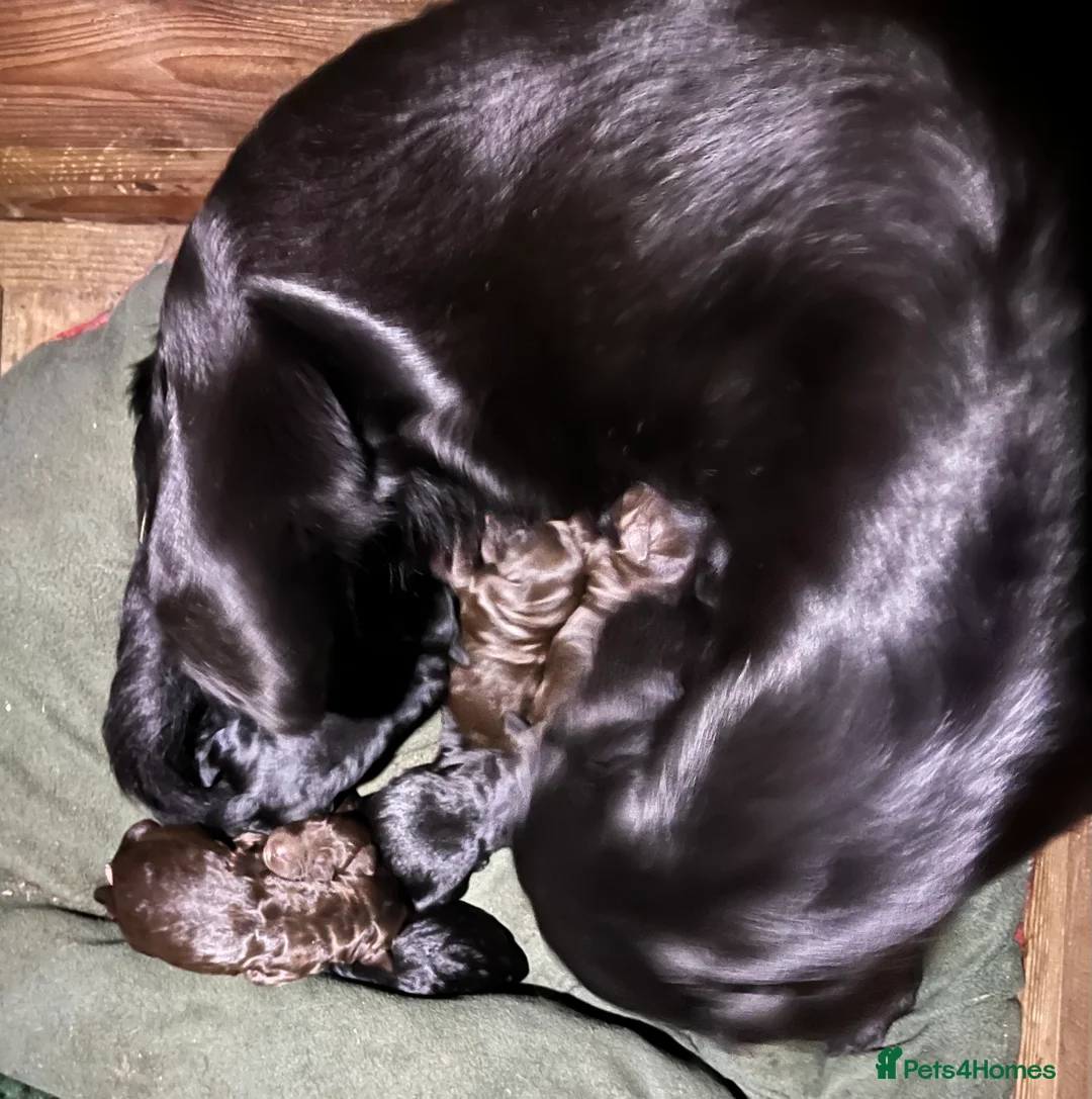 Mixed Breed dogs for sale: Fantastic Floodles! Fun, loyal and loving dogs  - Advert 5